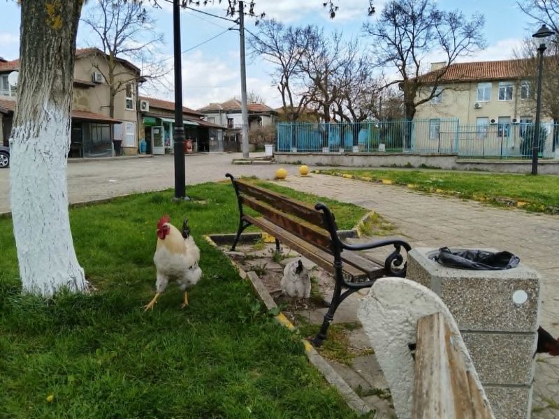 3 село Равна гора парка в центъра